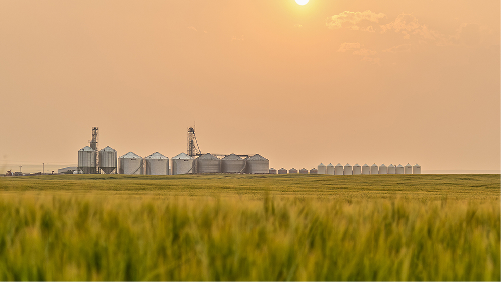 A field of potatoes with the FCC logo imposed translucently in front.
