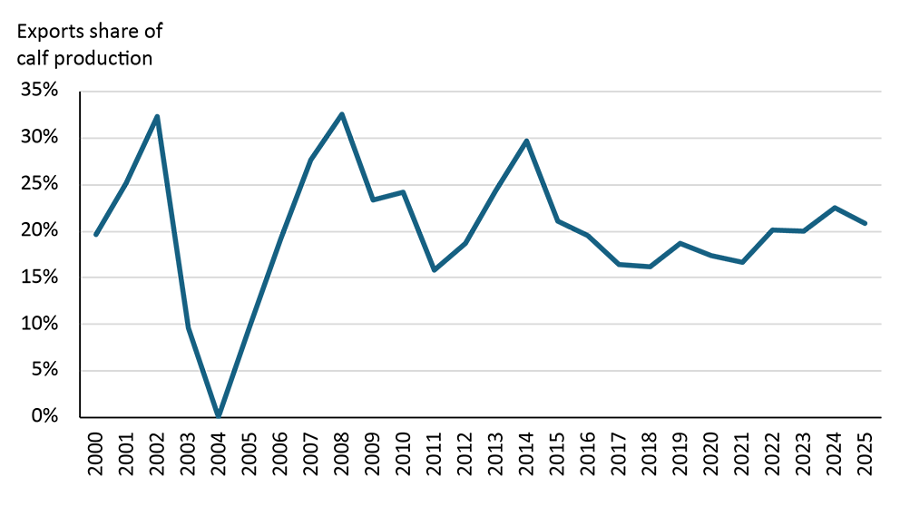 A line chart showing Canadian live cattle exports to the United States as a percentage of calf production.
