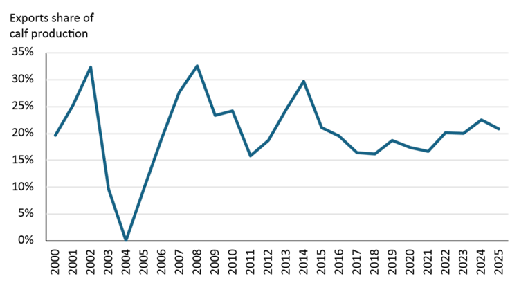 A line chart showing Canadian live cattle exports to the United States as a percentage of calf production.