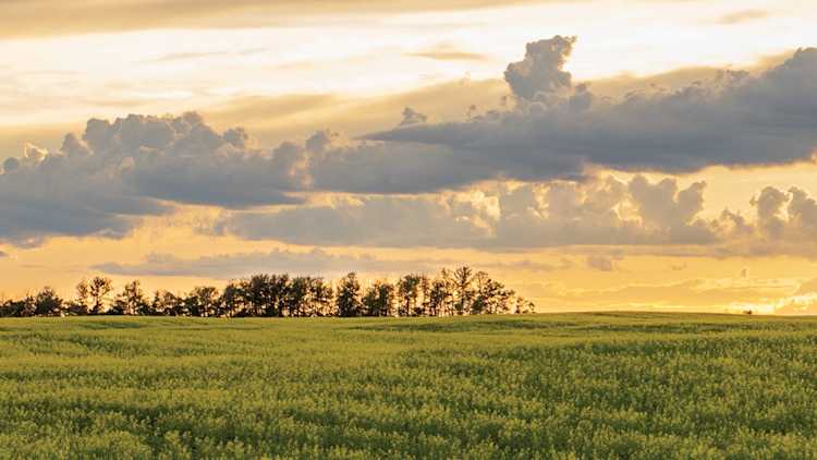 Canola field at sunset with dramatic clouds