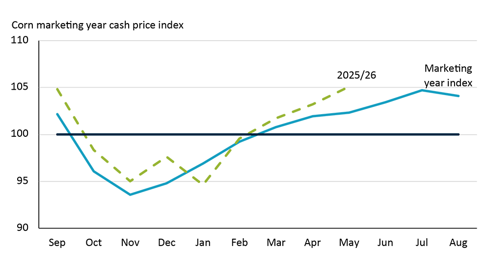 Line chart showing how corn prices in Ontario usually dip at harvest time in November before rising the rest of the year reaching a peak in July. 2025/26 marketing year somewhat matches the historical pattern.
