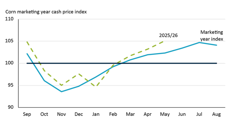 Line chart showing how corn prices in Ontario usually dip at harvest time in November before rising the rest of the year reaching a peak in July. 2025/26 marketing year somewhat matches the historical pattern.
