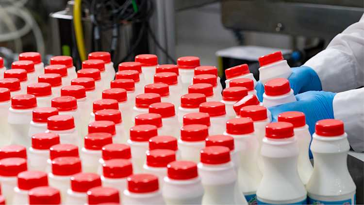 Bottles of yogurt on the production line.