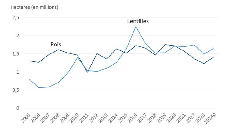 Graphique linéaire illustrant l’évolution des superficies ensemencées en pois et en lentilles au Canada entre 2005 et 2023, ainsi que les prévisions concernant les intentions d’ensemencement pour 2024.