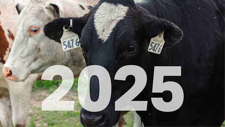 Vaches laitières avec « 2025 » dans le texte