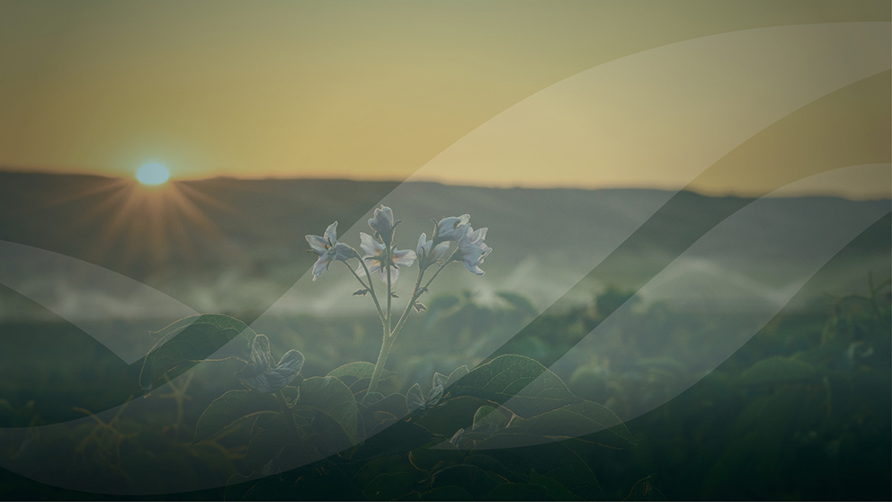 McCain Regenerative Agriculture Framework