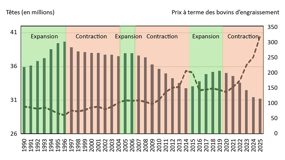 Figure illustrant la relation entre les stocks de vaches nord-américaines, le cycle de la production bovine et les prix à terme des bovins d’engraissement aux États-Unis.
