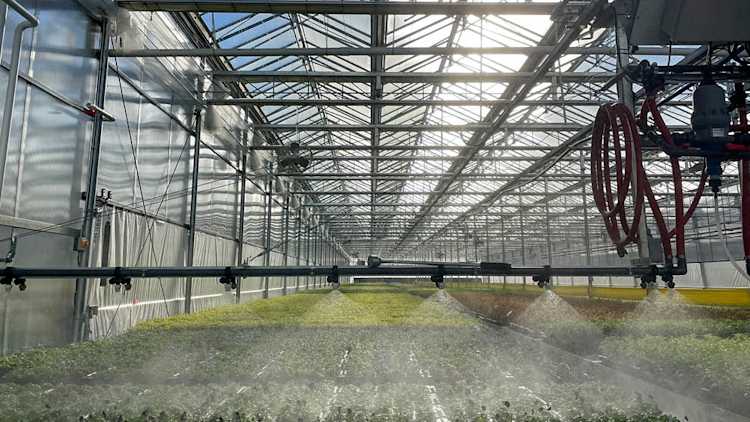 Watering system in nursery greenhouse.
