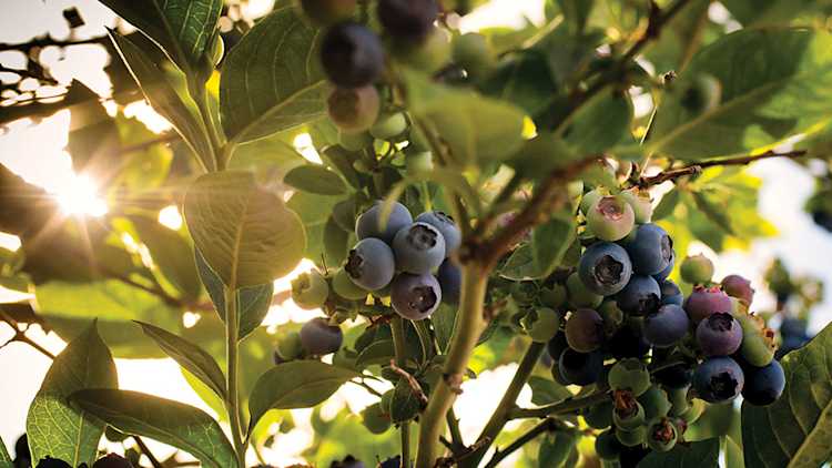 Bleuetière en fleurs.