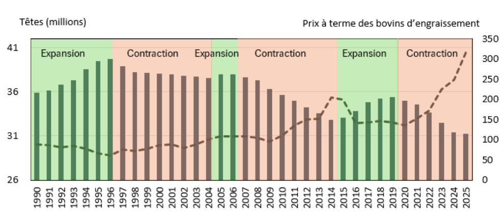 Figure illustrant la relation entre les stocks de vaches nord-américaines, le cycle bovin et les prix à terme des bovins d’engraissement aux États-Unis.
