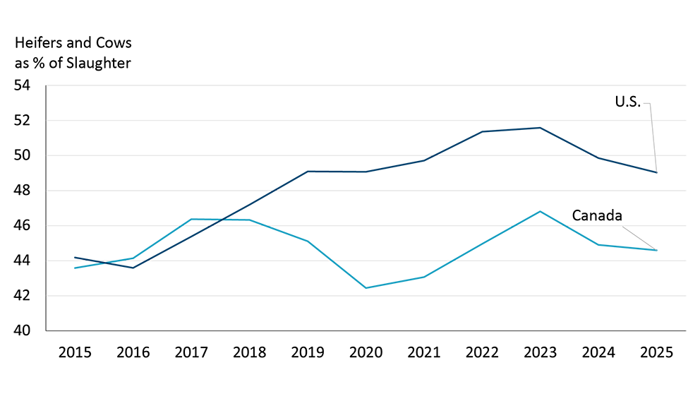 A figure illustrating the heifer and cows as a percentage of slaughter for both Canada and the U.S. from 2015-2025.
