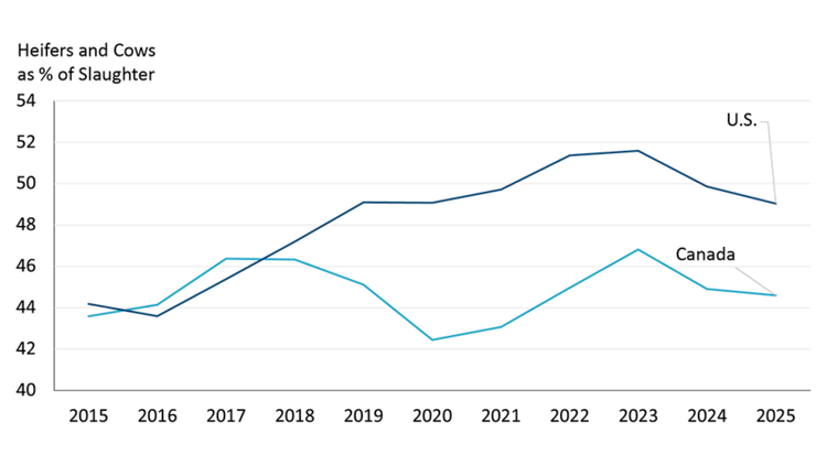 A figure illustrating the heifer and cows as a percentage of slaughter for both Canada and the U.S. from 2015-2025.