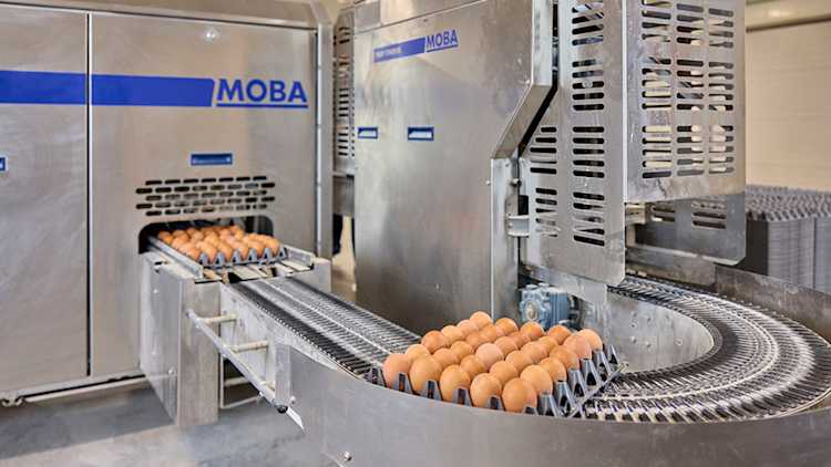 Emballage d’œufs sur une ligne de production.