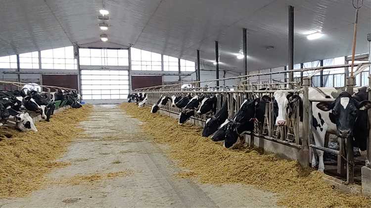 Vaches de race Holstein dans une étable.