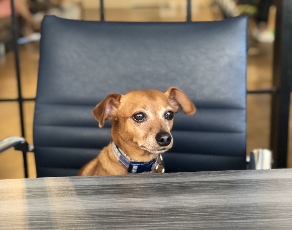 Blog - Hero - dog-friendly-office