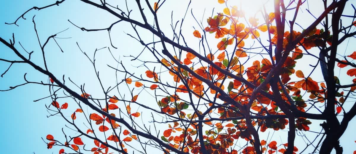 Blog - Hero - Trees
