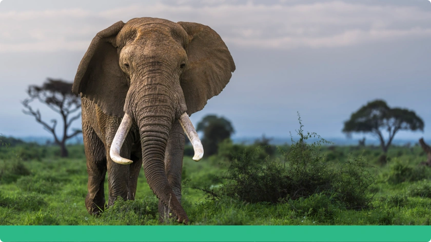 Kenya Offer Competitive Benefits Image