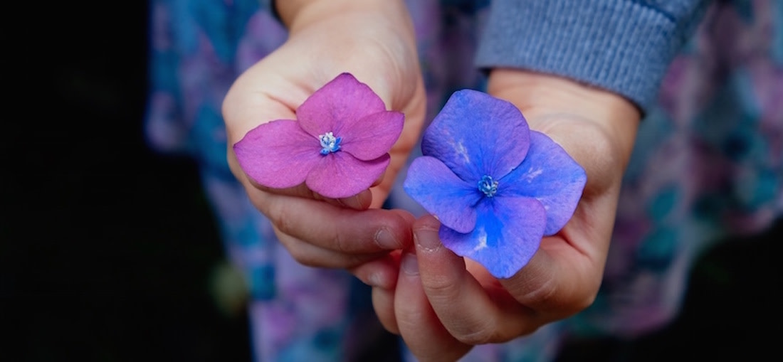 Blog - Hero - Flowers