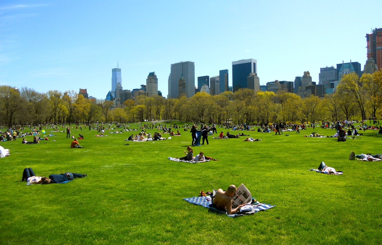 sheep meadow