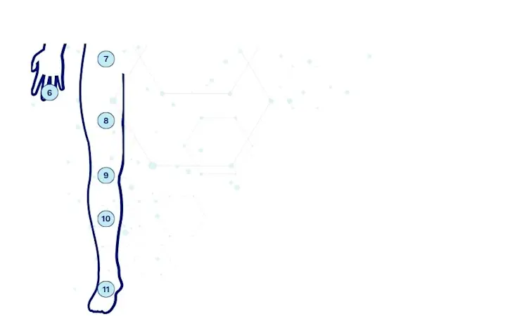 An illustration of the lower extremities of a human with numbers indicating the various amputation levels