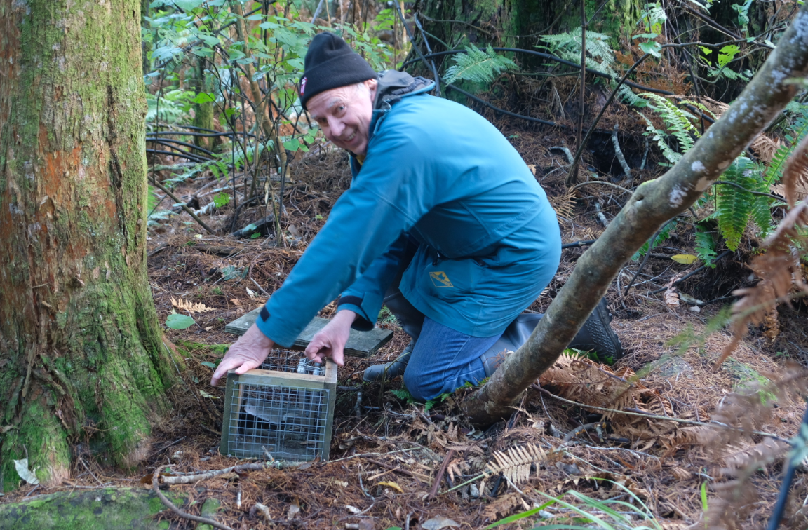 DOC trap inventor Phillip Waddington setting one of his traps in Stokes Valley, Lower Hutt. Image supplied by Phillip Waddington.