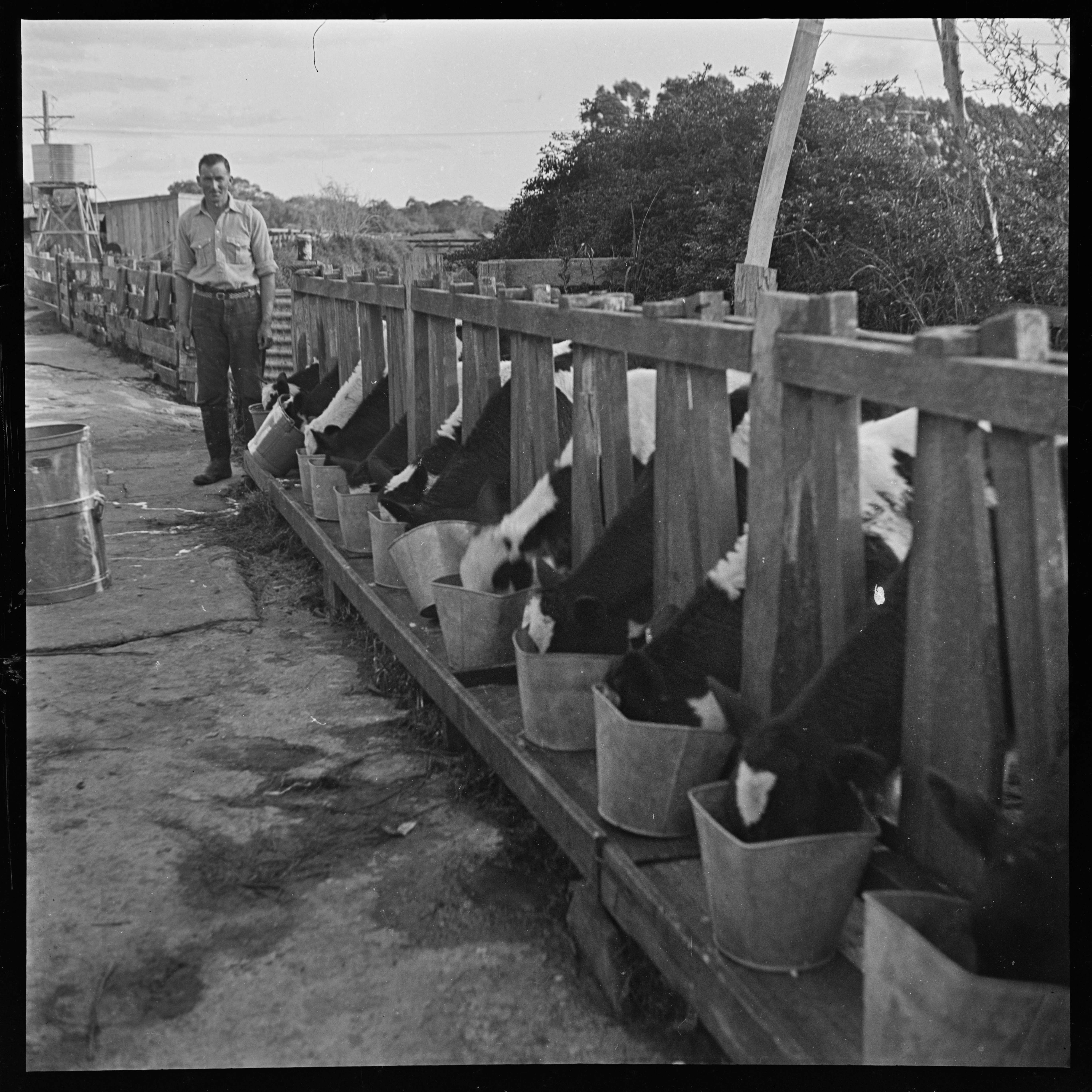 A man standing by Friesan calves feeding from buckets, 1940, Ron Vine