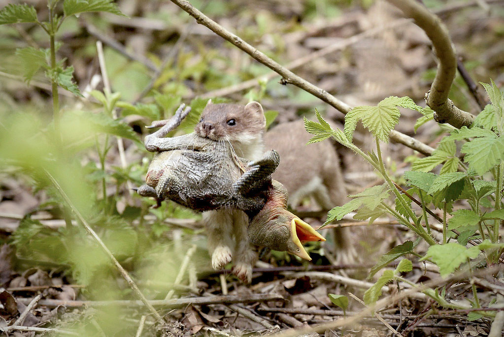 Stoat with bird