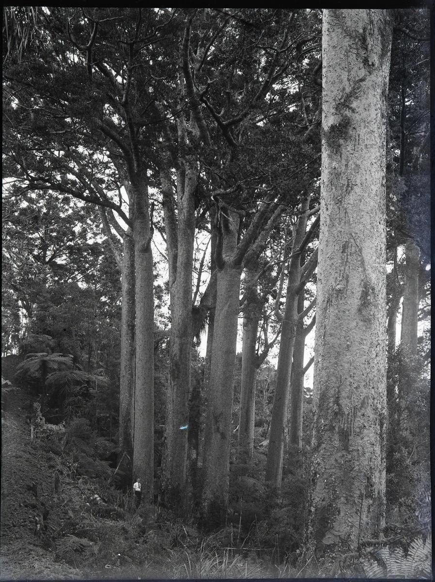Tudor Collins. 1937. Clump Kauri Mata Bush 1937