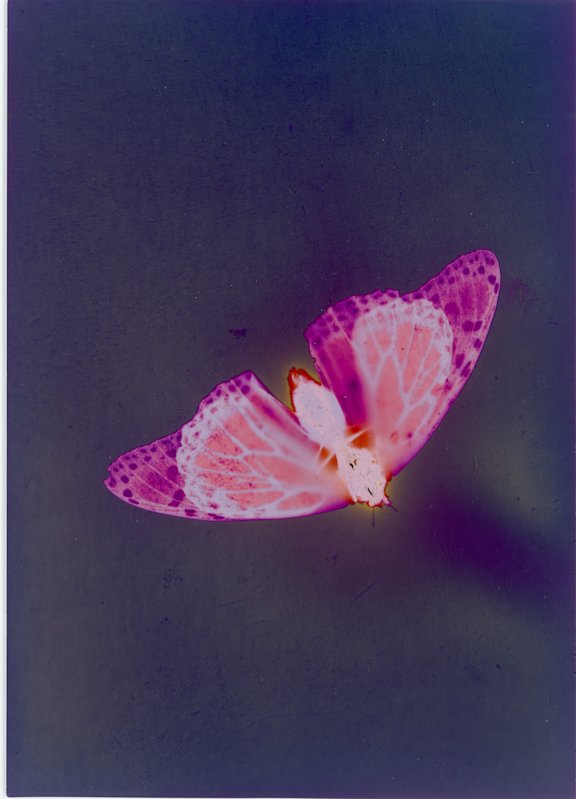 Lorenzo Thapliyal - Butterfly
