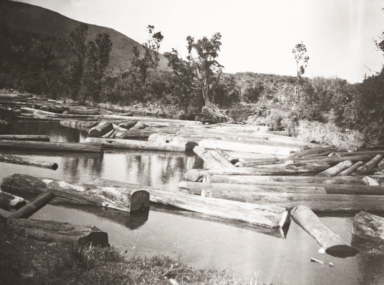 Tudor Collins. 1918–1930s. Print of kauri in log boom