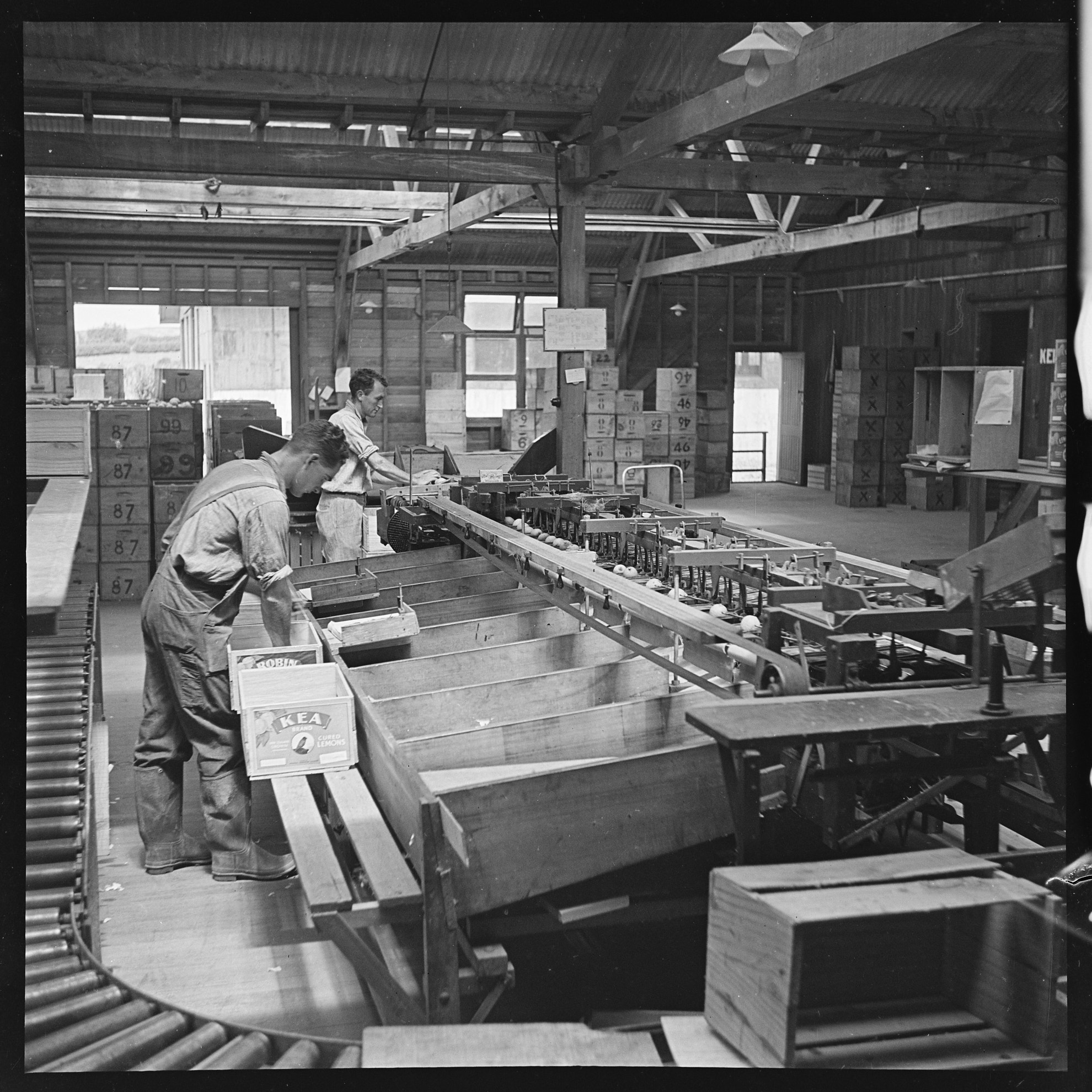 Men packing lemons inside the Kerikeri Citrus Factory. 1940, Ron Vine.
