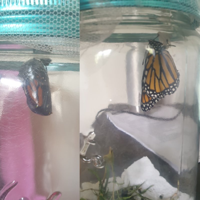 Monarch Butterfly in Perfit preserving jar.  Photo by Hayley McCormack.