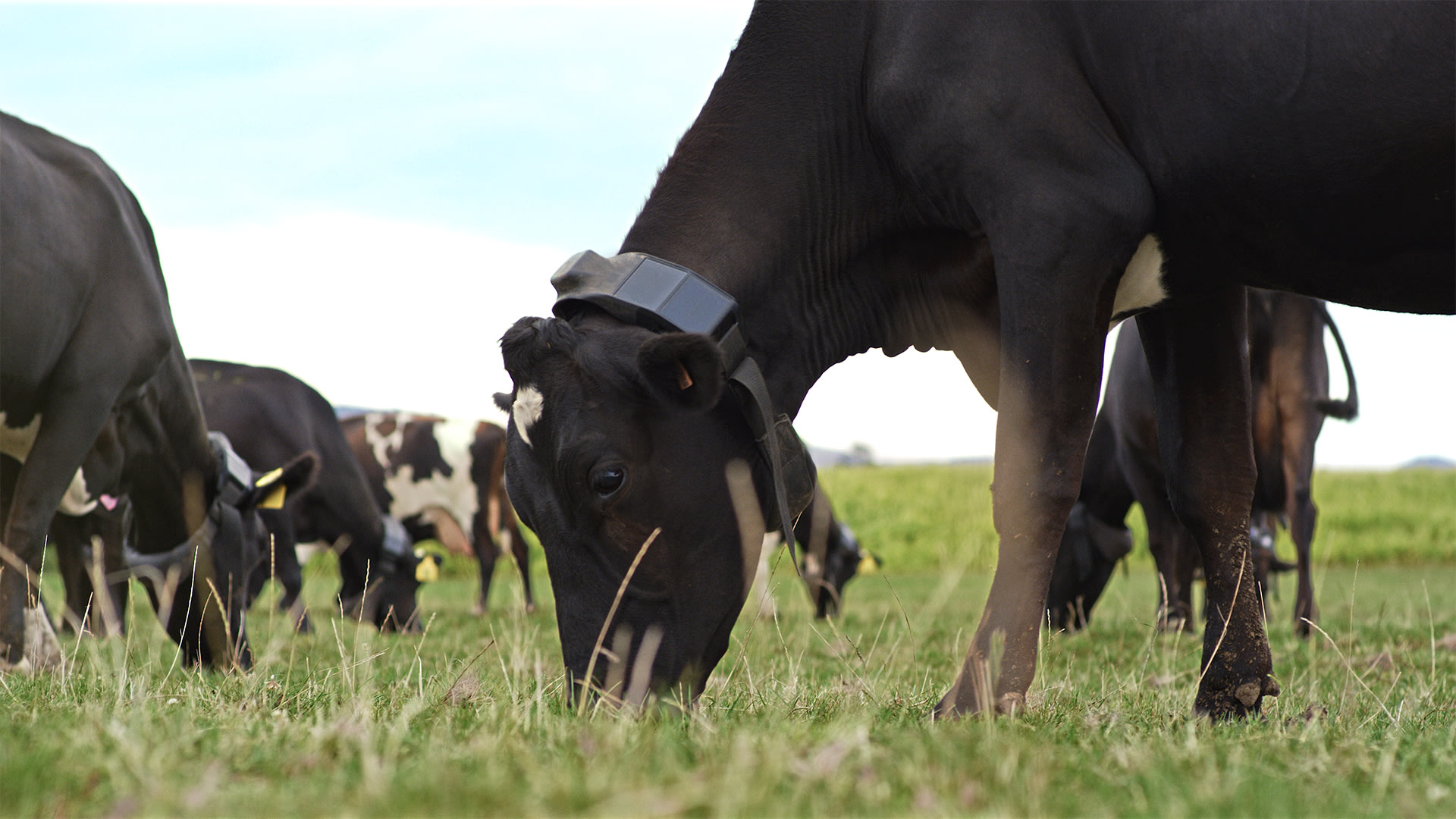 Haltering Cows Halter: Bringing humans and cows closer through technology | MOTAT ...