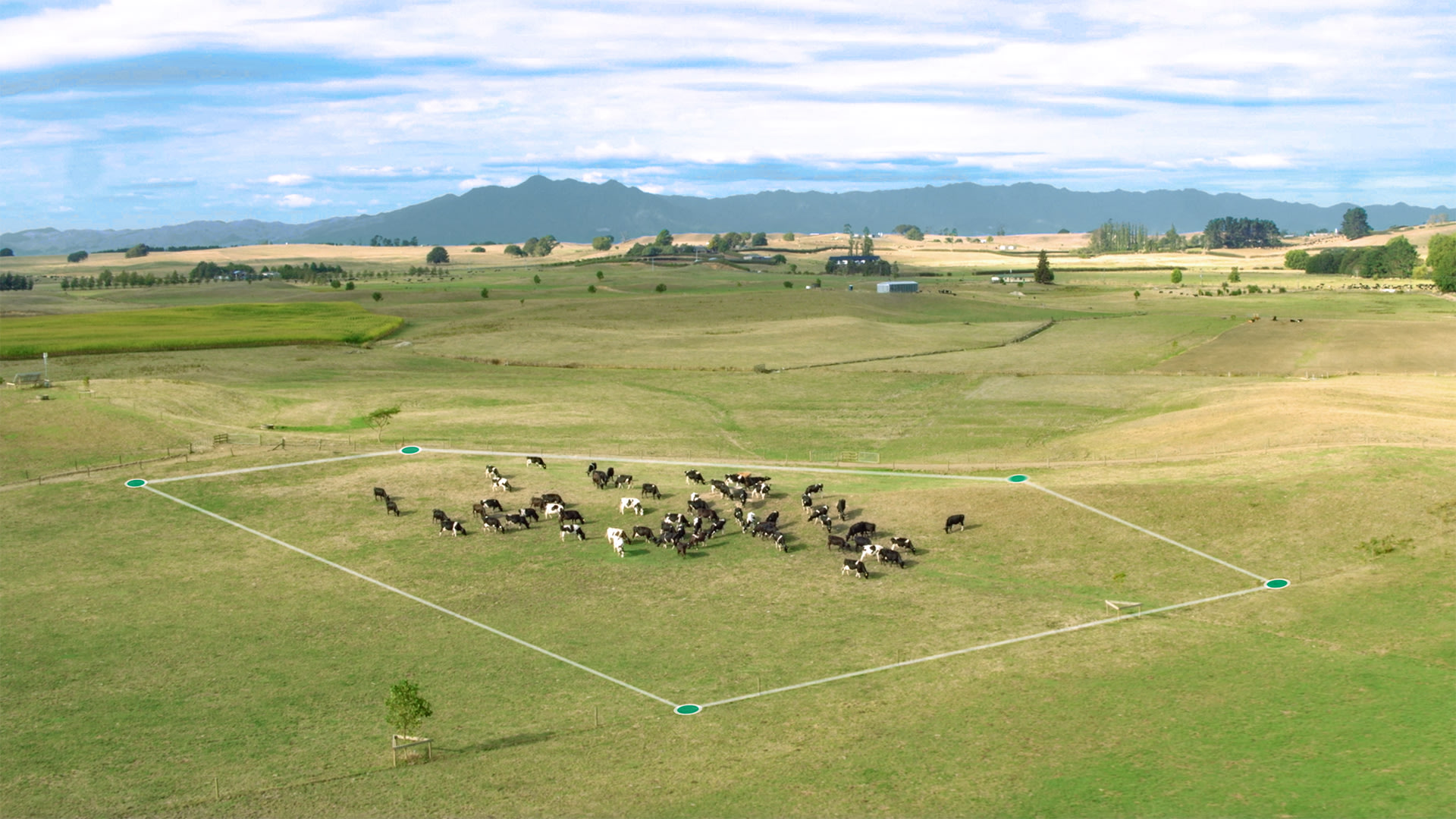 Halter Function Halter: Bringing humans and cows closer through technology | MOTAT ...