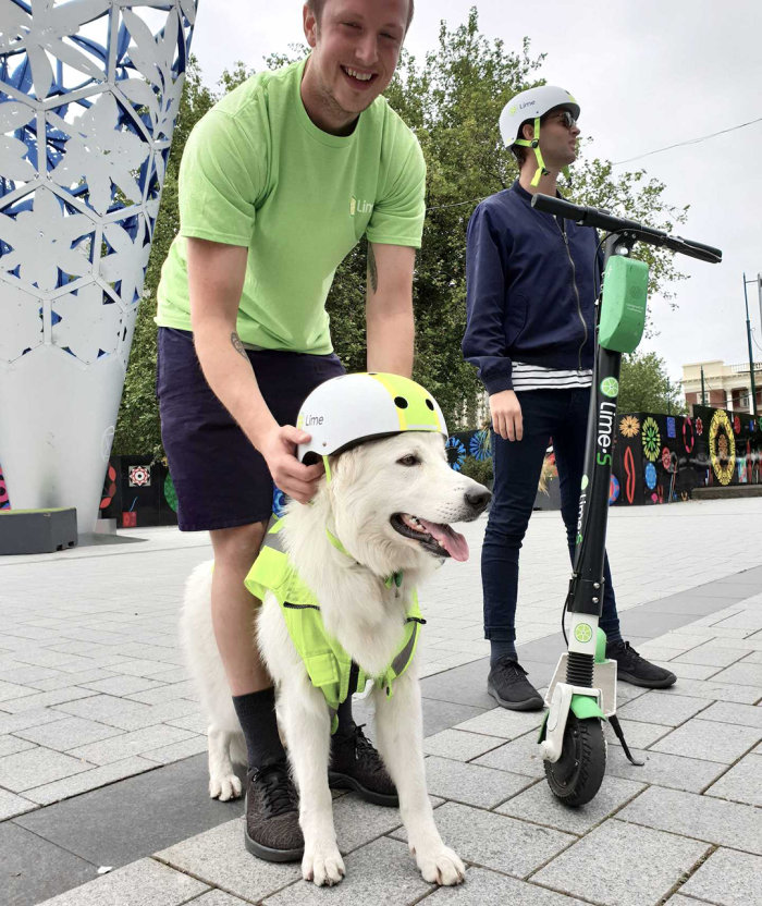 lime scooters dog canine ambassador 