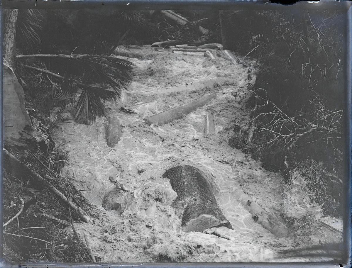 Drive Mata bush Tudor Collins 