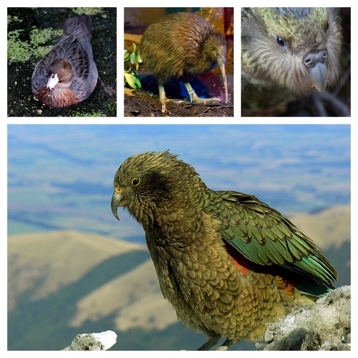 NZ Bird Collage