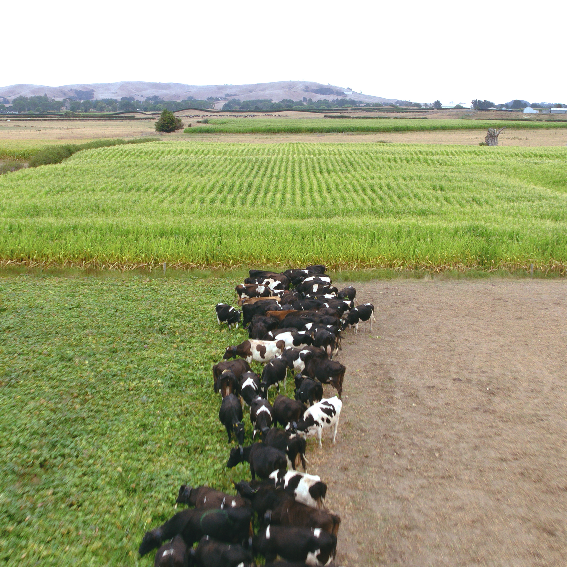 Halter Sustainability