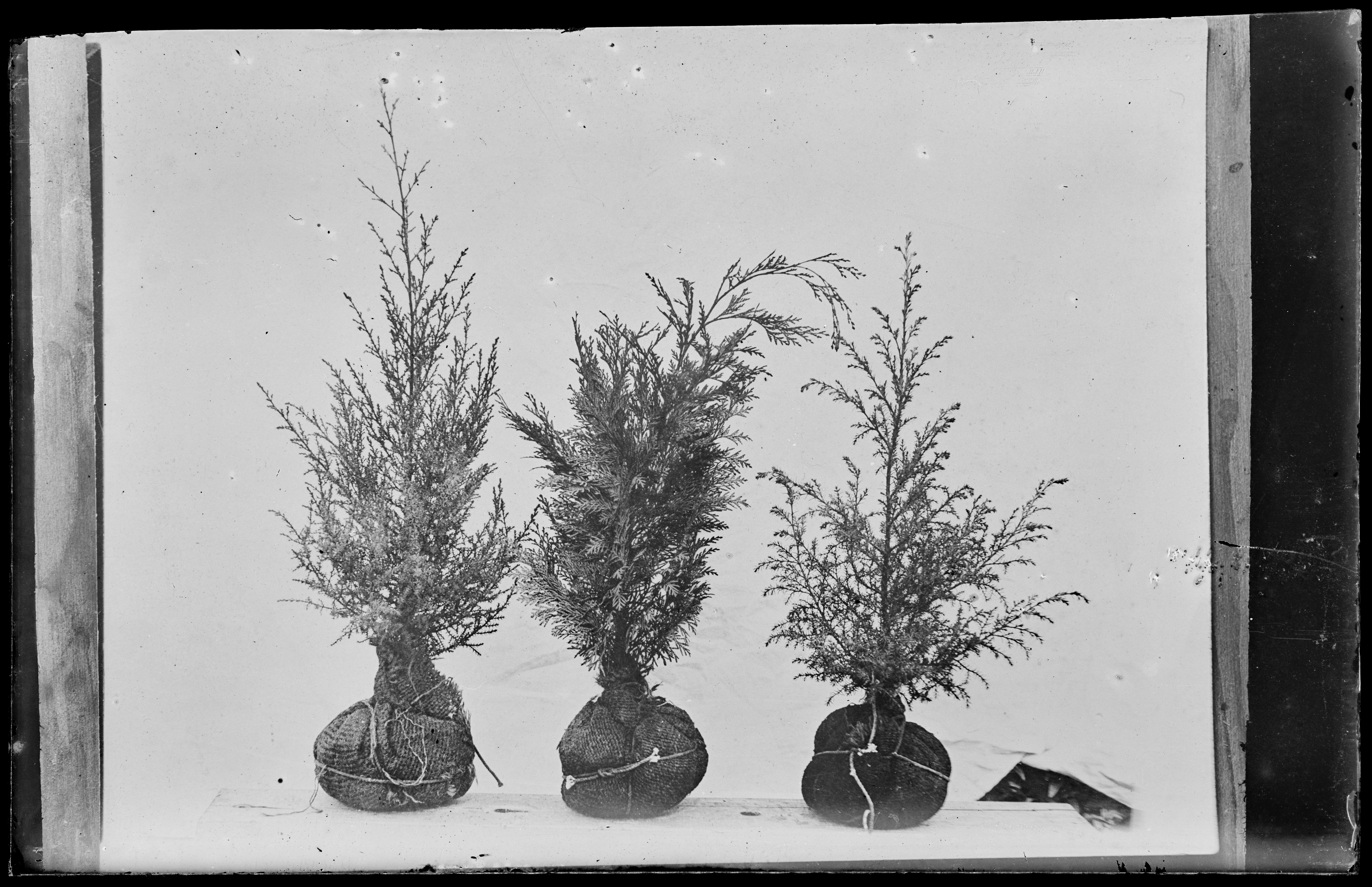 The Cypress Trio, 1934, Ron Vine