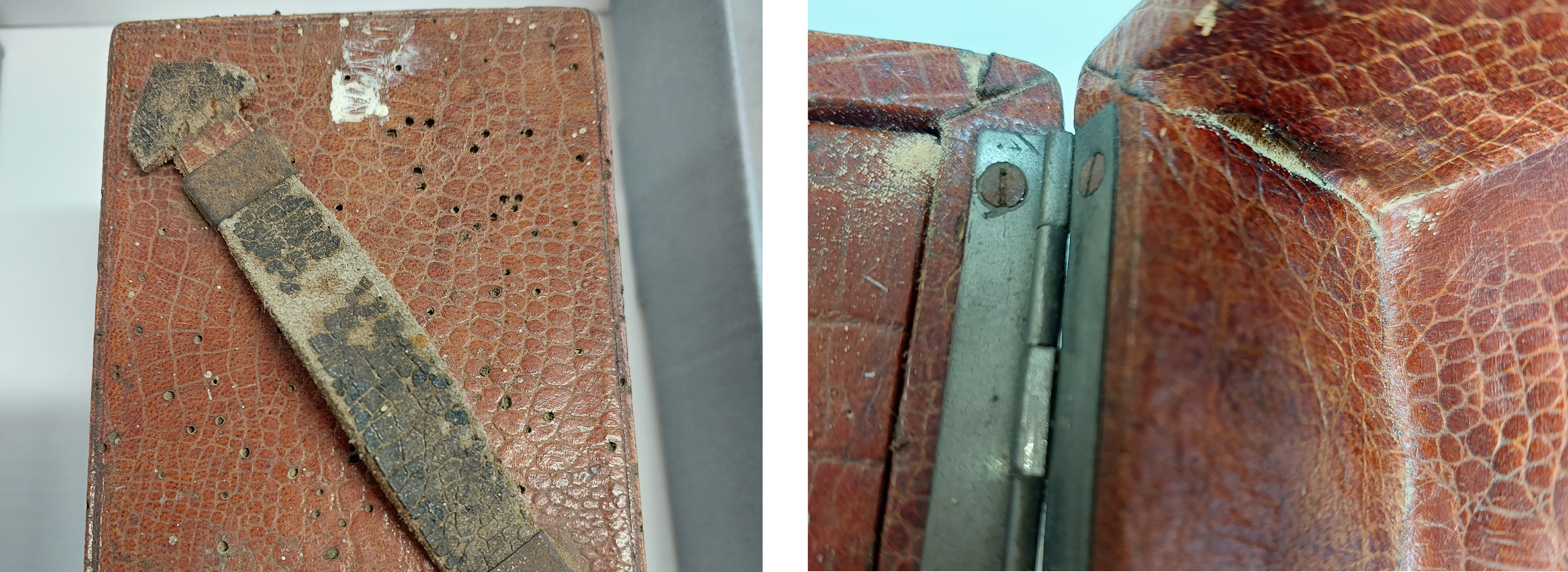 Peter Pan web images conservation v2