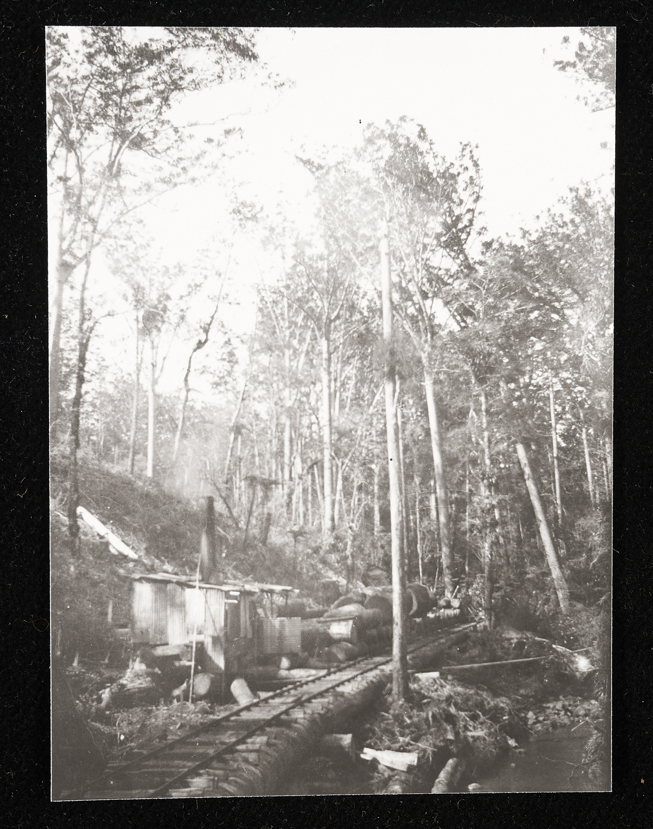 Tudor Collins. 1918–1930s. [Print of Kauri tramway and huts in bush]