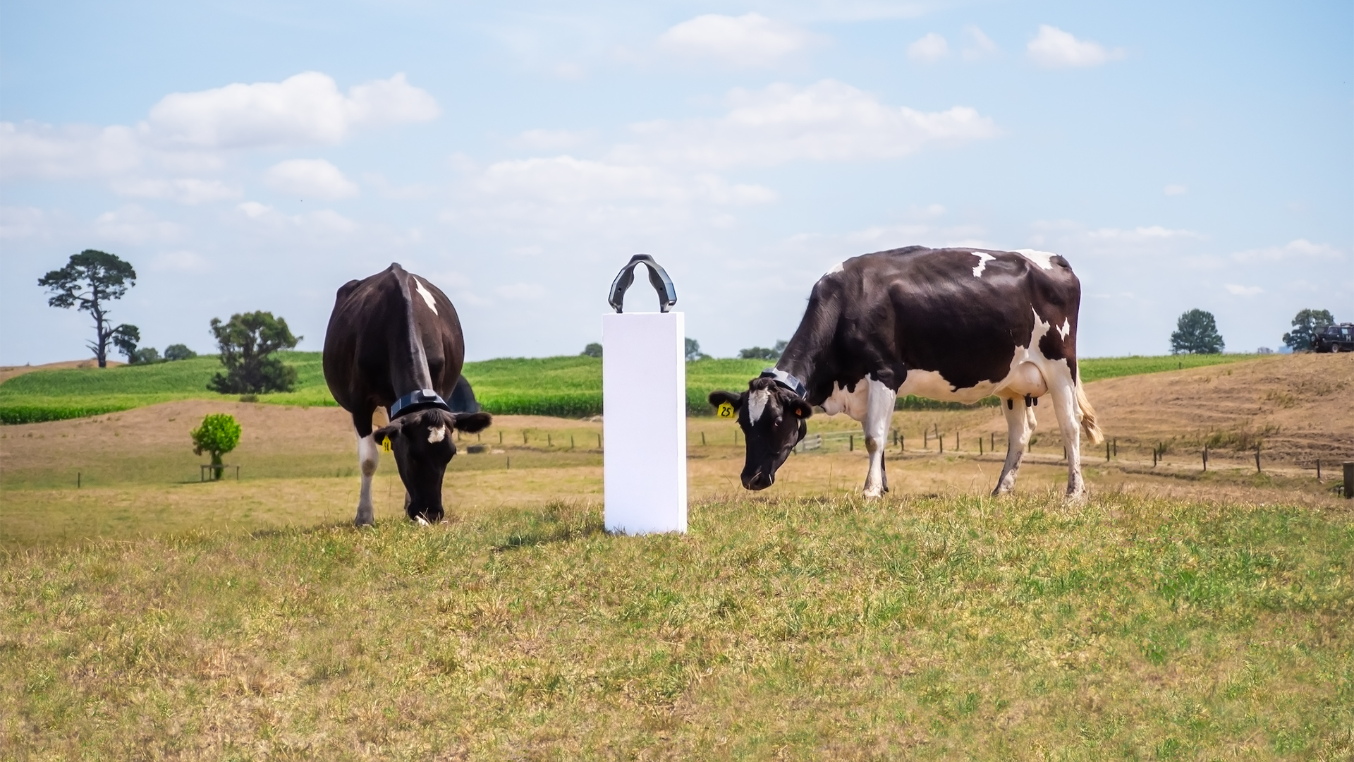 Halter-Cows-Collar-Displayed-Hero