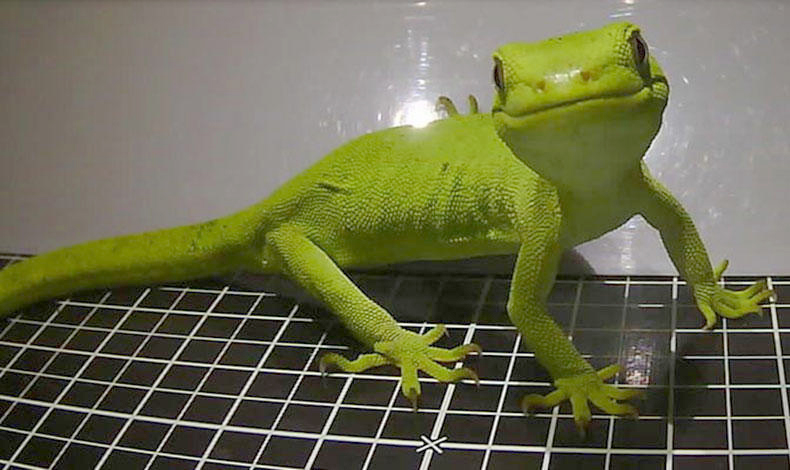PAWS with gecko