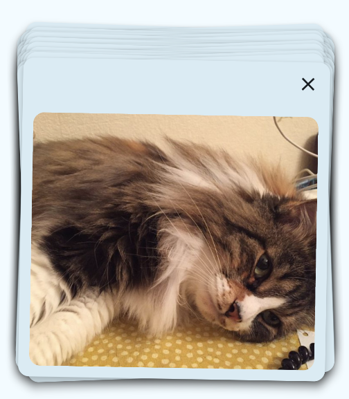 Pile of cards stacked on each other. The topmost card has a close button with an X-icon on the top-left corner and a picture of a cat lying on the side and watching a bit under the camera. The cat has grey and white long fur.