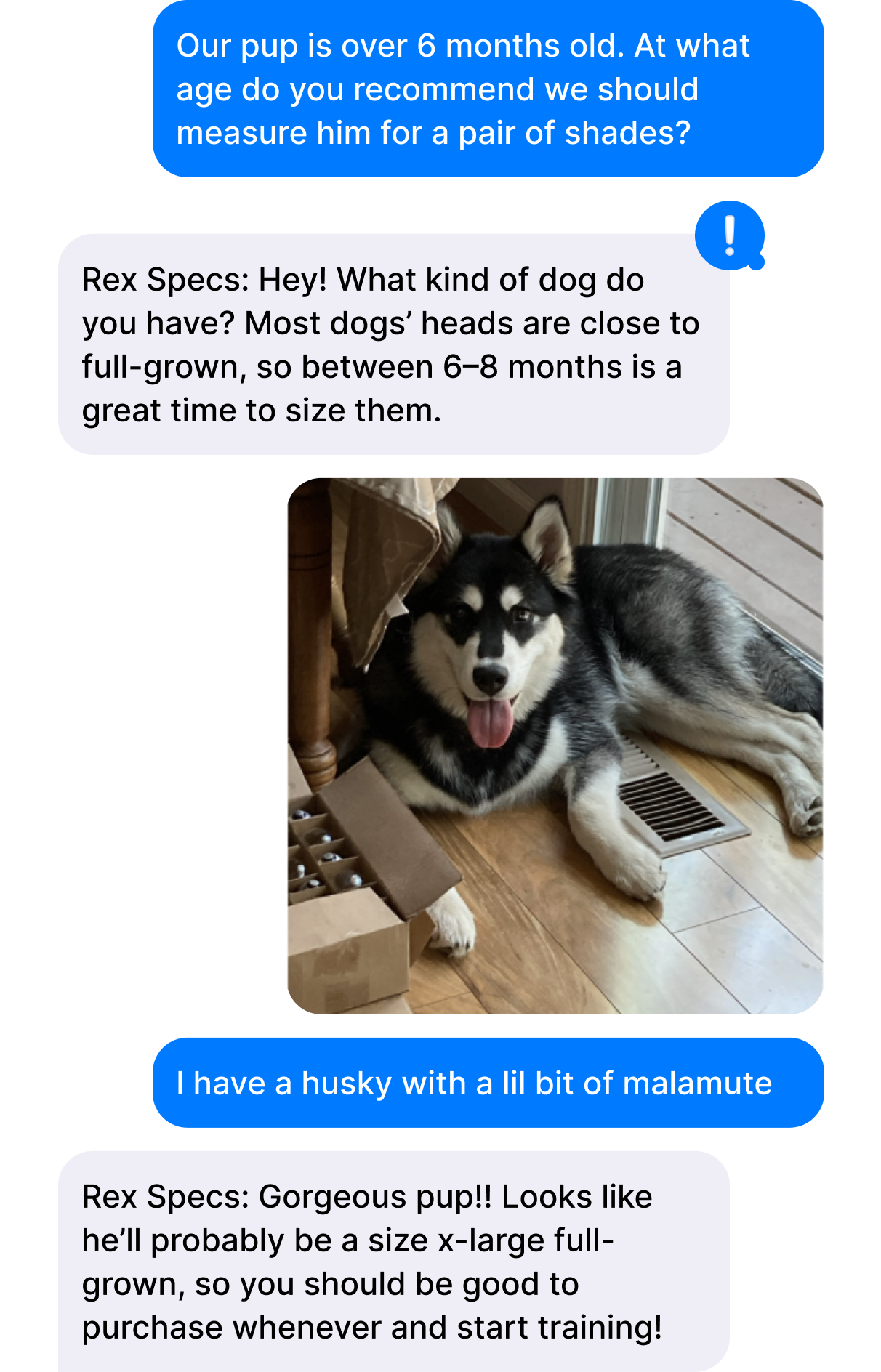 case study rexspecs dog message thread