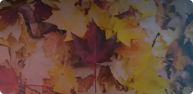 Fall-Themed Campaign