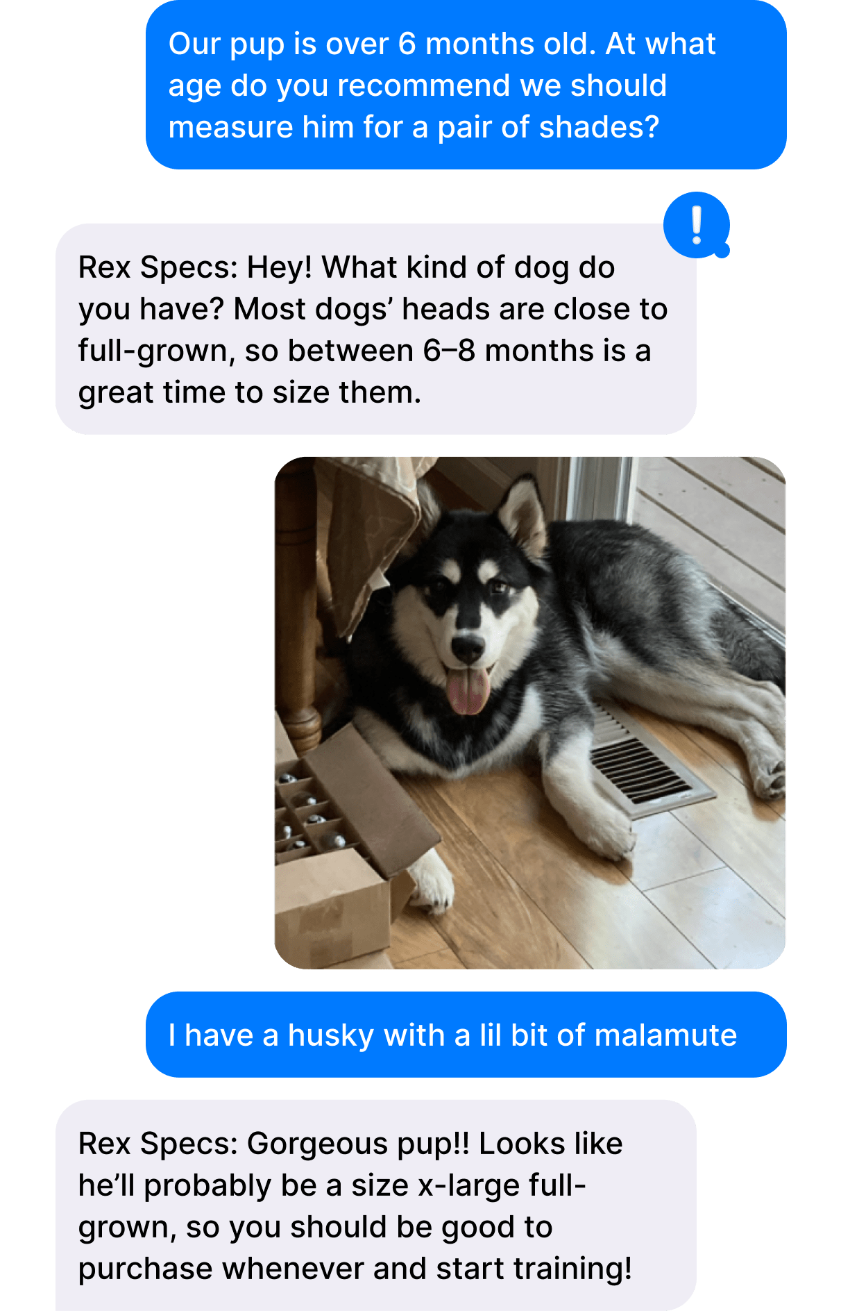 Rex Specs Outdoor malamute
