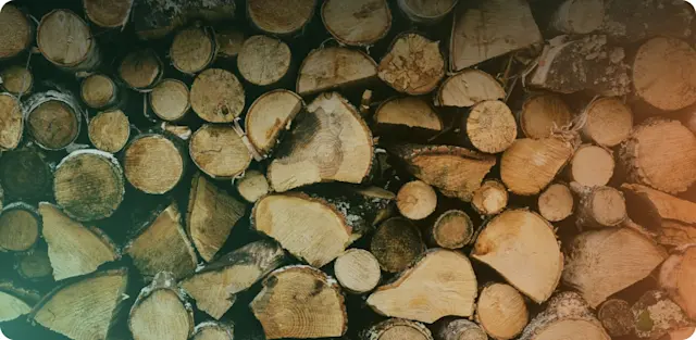 Take Down the Christmas Tree Day