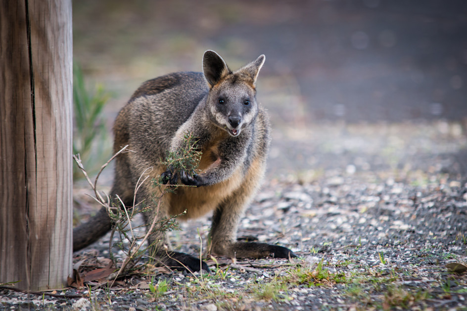 as wallaby is to animal so cigarette is to Muhammed Ali was a phenomenal boxer, an Baby Wallaby Rescued From NYC