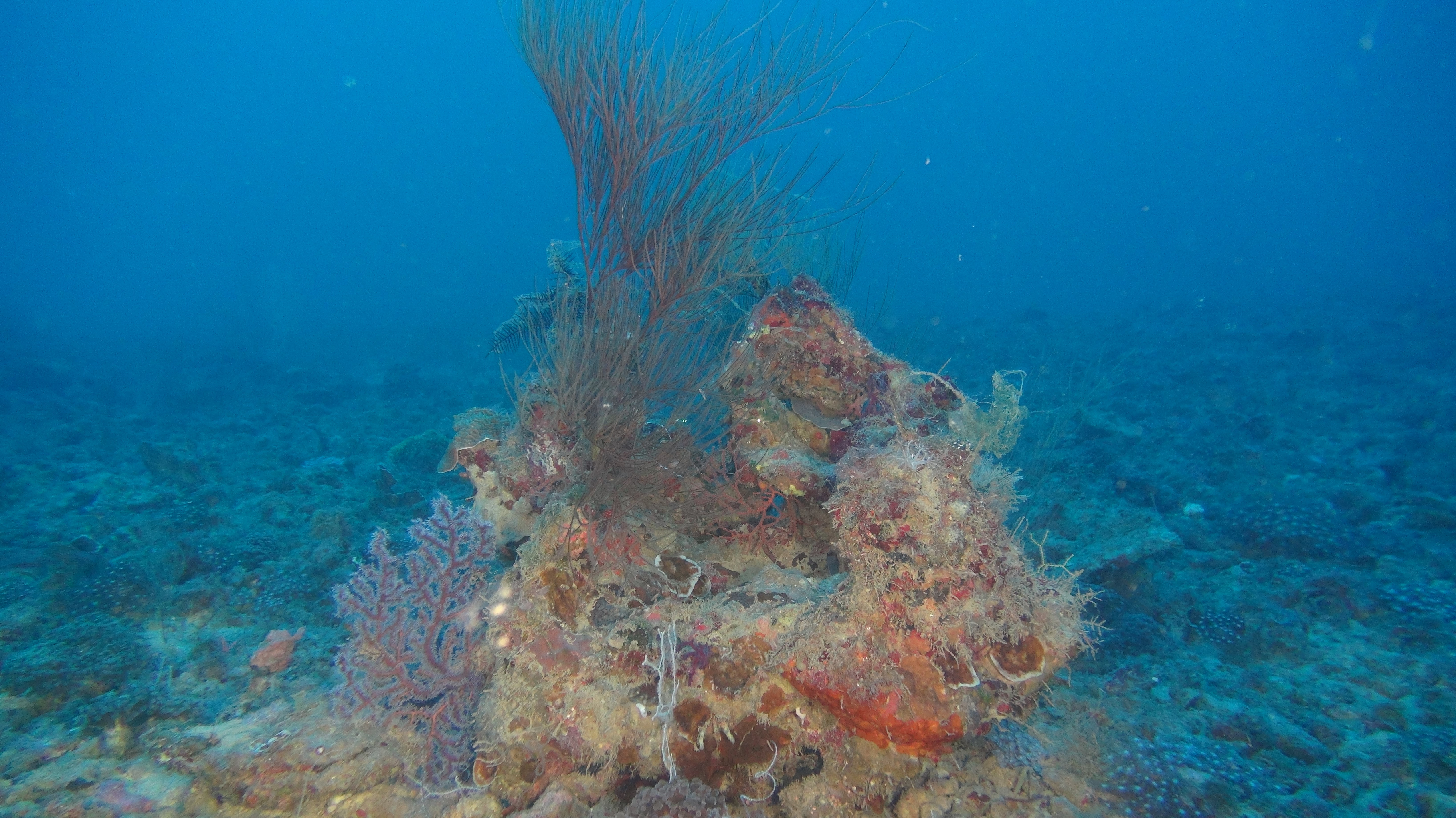 Sea sponges play a critical role in the ocean, and they are rapidly  vanishing •